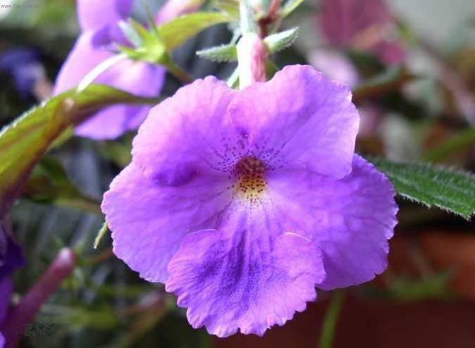 Foto: Achimenes, Honzík, Křivůtka
