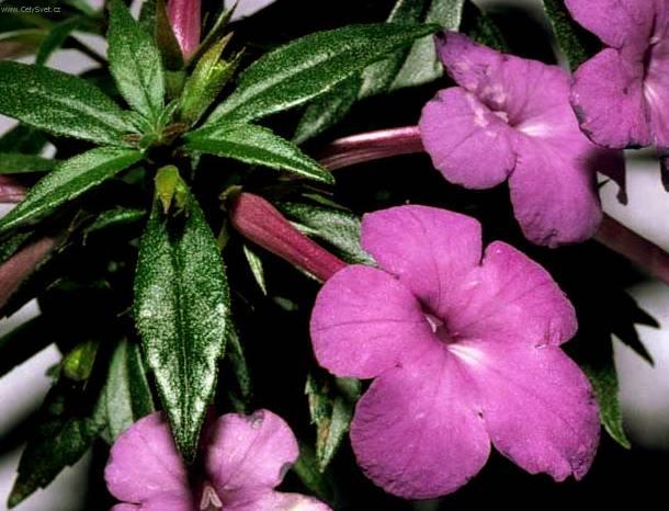 Foto: Achimenes, Honzík, Křivůtka
