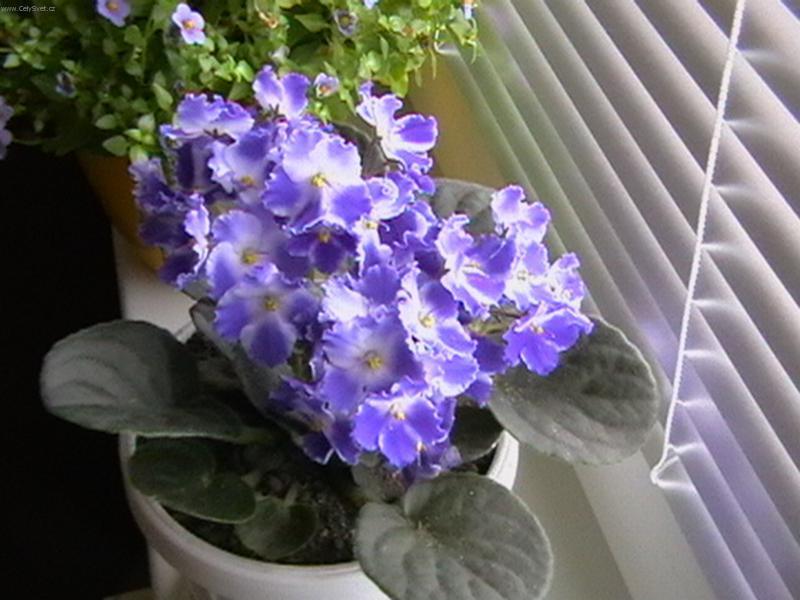Foto: Africká fialka-Pestitel: Lubo