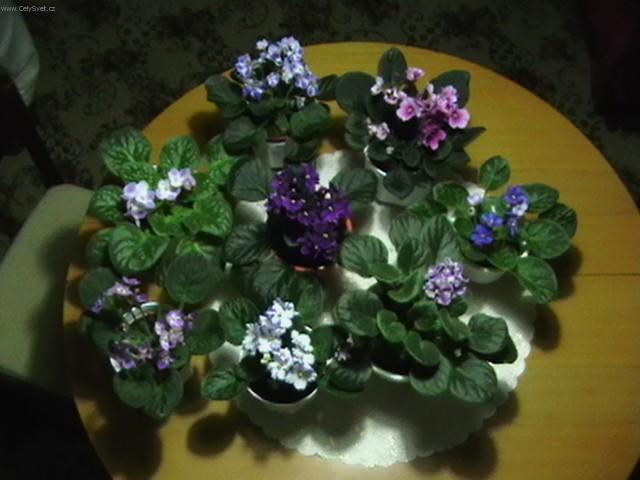 Foto: Africká fialka-Pestitel: Slavo