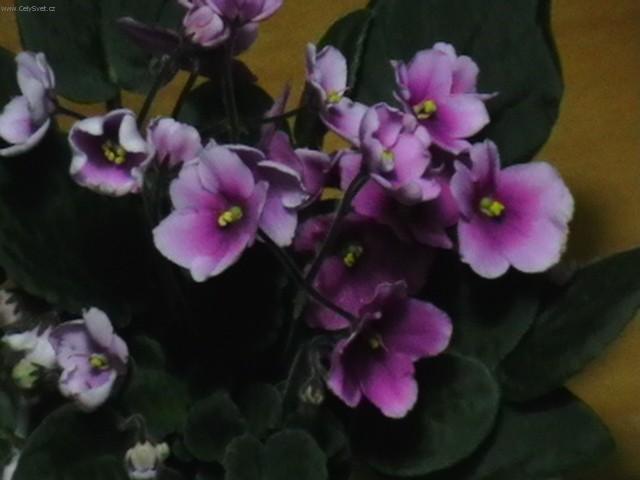 Foto: Africká fialka-Pestitel: Slavo