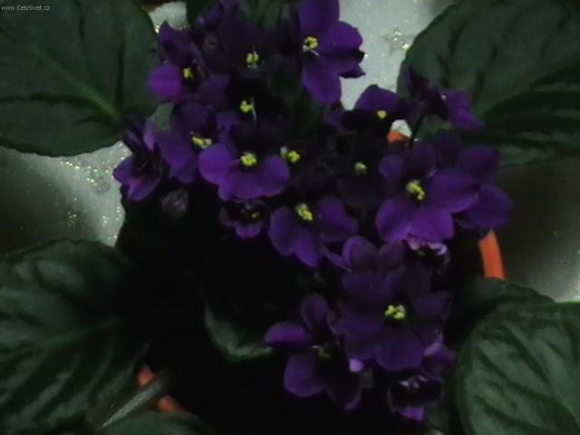 Foto: Africká fialka-Pestitel: Slavo