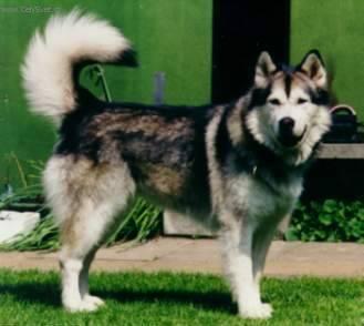 Foto: Aljašský malamut