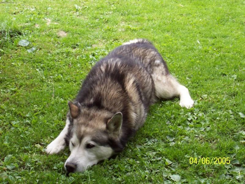 Foto: Aljašský malamut-Majitelka: Lenka Kolářová