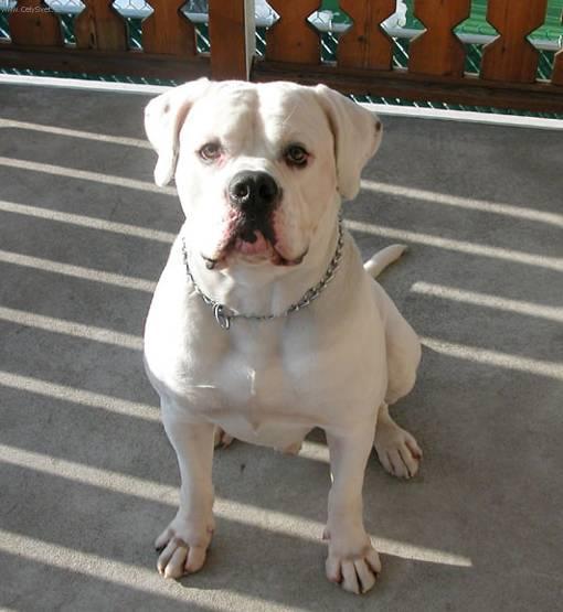 Foto: Americký bulldog