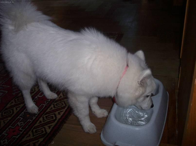 Foto: Americký eskymácký pes