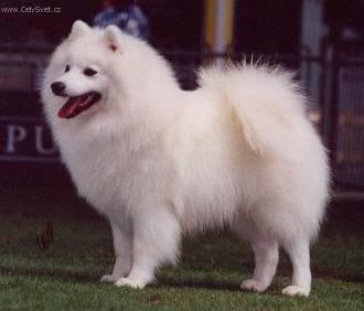 Foto: Americký eskymácký pes