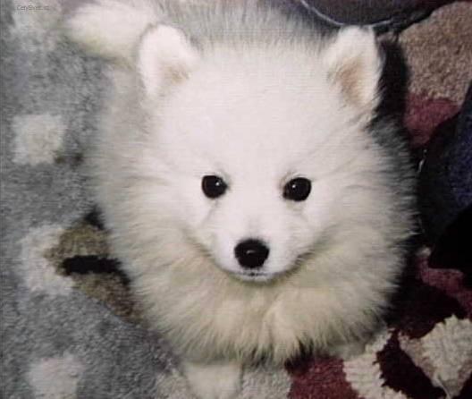 Foto: Americký eskymácký pes