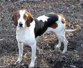 Foto: Americký foxhound
