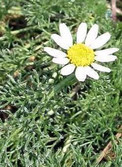 Foto: Anacyclus depressus