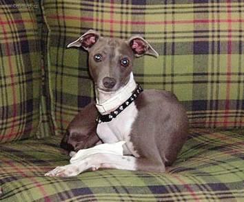 Fotky: Anglick chrt (foto, obrazky)