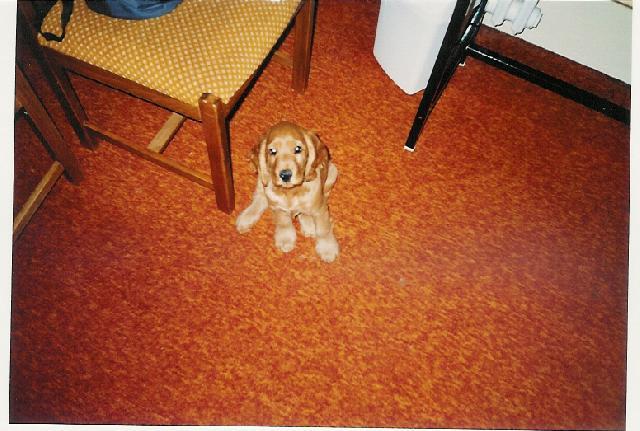 Foto: Anglický kokrpaněl-Majitelka: Lucie Venturová