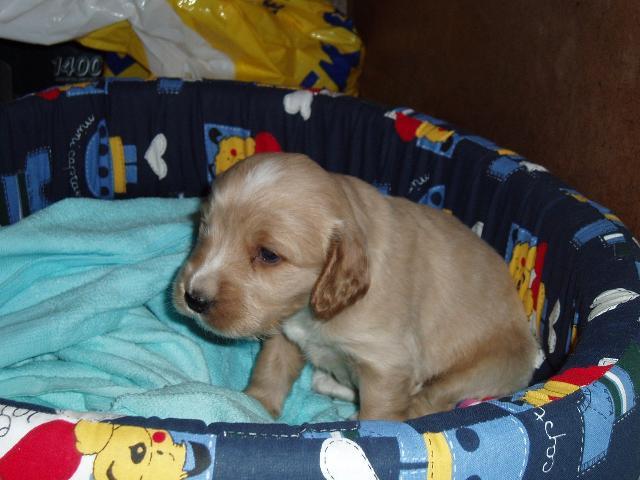 Foto: Anglický kokrpaněl-Ná drobeček FIdo. Majitelka: hornikova.zuzana@seznam.cz