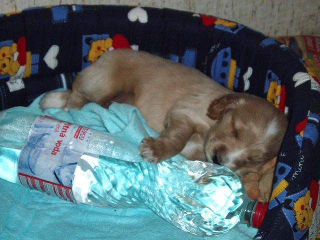 Foto: Anglický kokrpaněl-Ná drobeček FIdo. Majitelka: hornikova.zuzana@seznam.cz