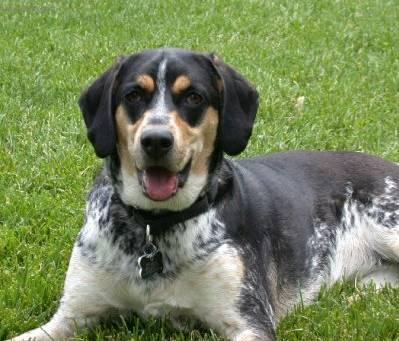 Foto: Anglický mývalý lovecký pes