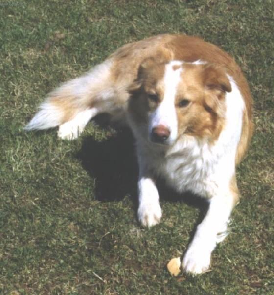 Foto: Anglický ovčácký pes