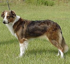 Foto: Anglický ovčácký pes