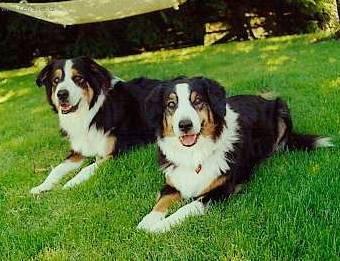 Foto: Anglický ovčácký pes