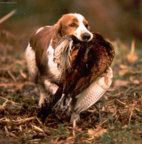 Foto: Angličtí cvičení lovečtí psi