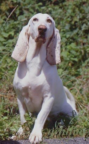 Foto: Anglo-francouzský honič de Petite