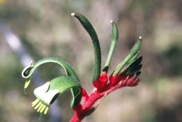 Foto: Anigozantos, klokaní tlapka