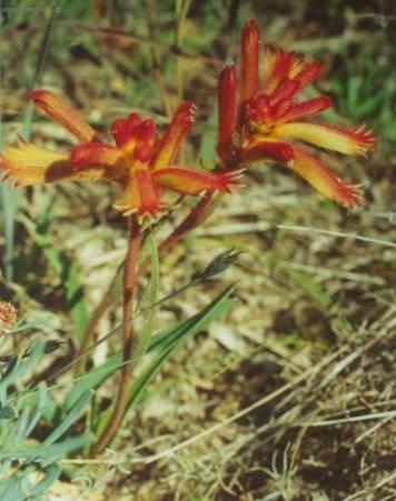 Foto: Anigozantos, klokaní tlapka