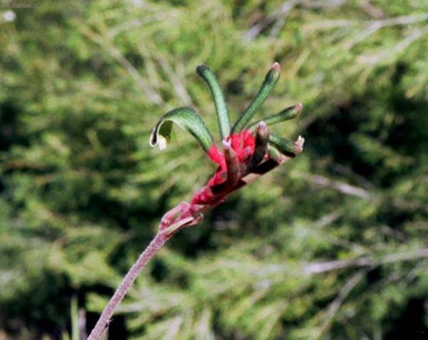 Foto: Anigozantos, klokaní tlapka