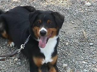 Foto: Appenzellský salašnický pes