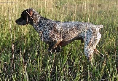 Foto: Arežský brak