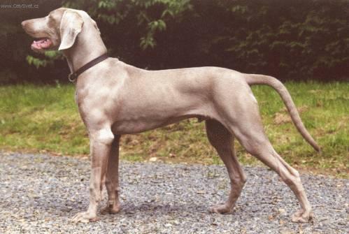 Foto: Arežský brak