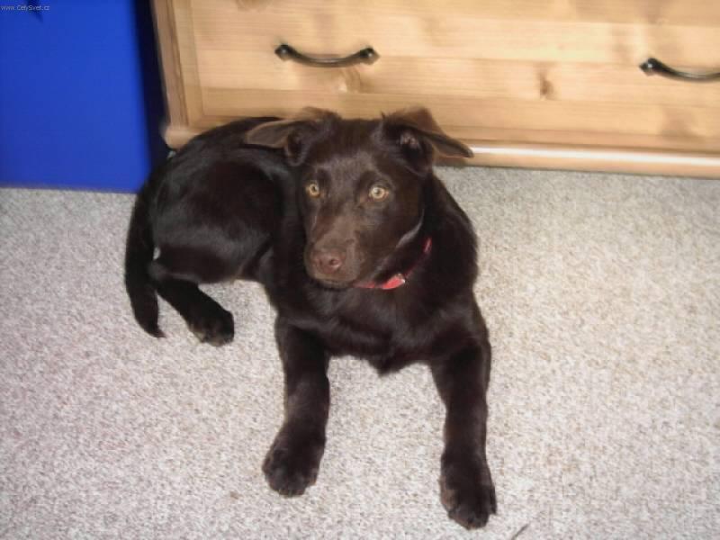 Foto: Australská kelpie-Majitelka: Kunstová Kateřina