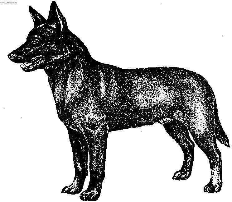 Foto: Australská kelpie-Kresba