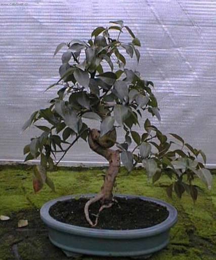 Foto: Australská třešeň