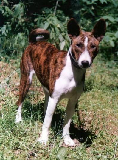 Foto: Basenji