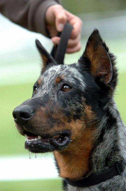 Foto: Beauceron-CHS: Warrior Soul