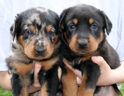 Foto: Beauceron-CHS: Warrior Soul