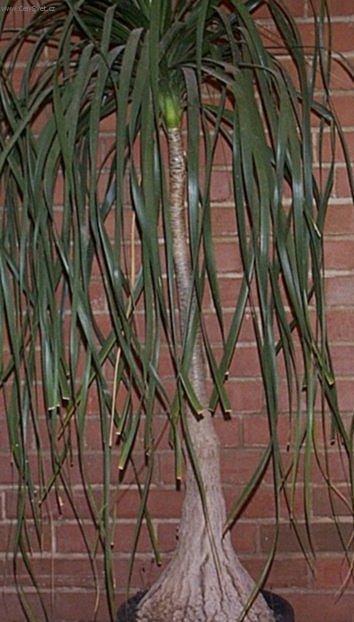 Foto: Beaukarnea, sloní noha