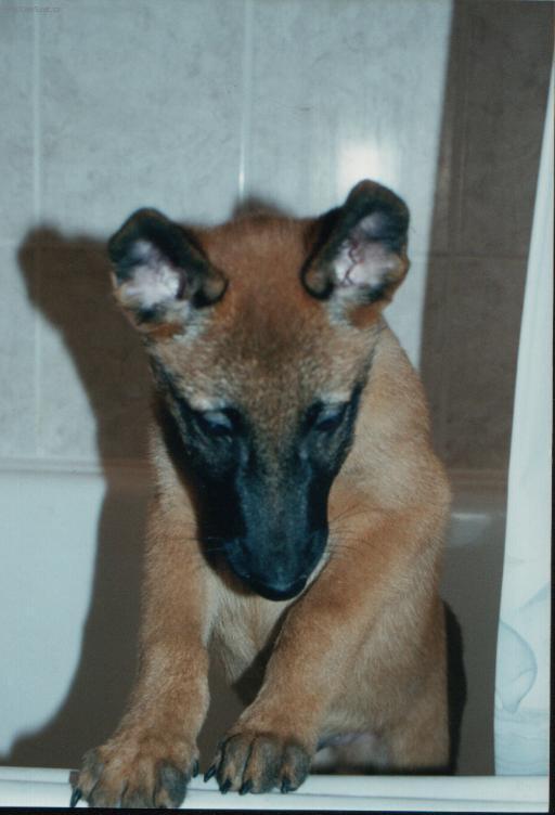 Foto: Belgický ovčák - Malinois-Majitelka: Pavlína Bečvová
