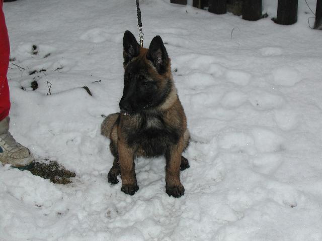 Fotky: Belgick ovk - Malinois (foto, obrazky)