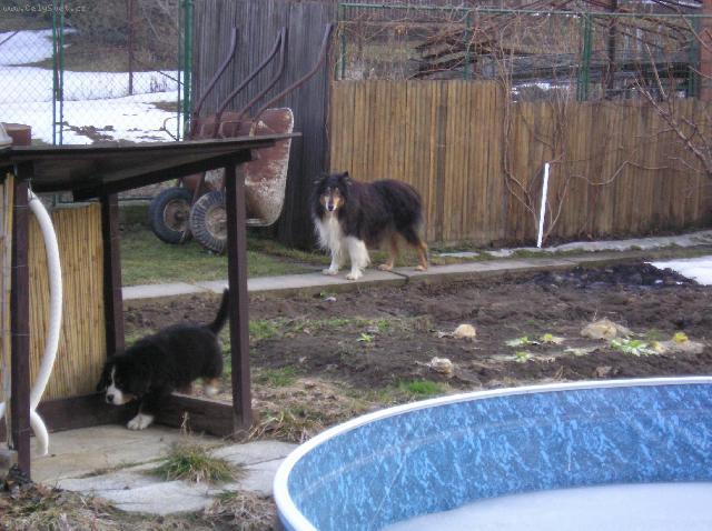 Foto: Bernský salašnický pes-Jonatán