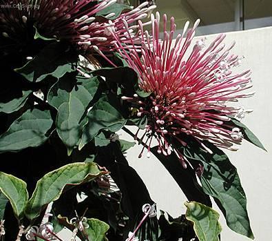 Foto: Blahokeř, klerodendrum