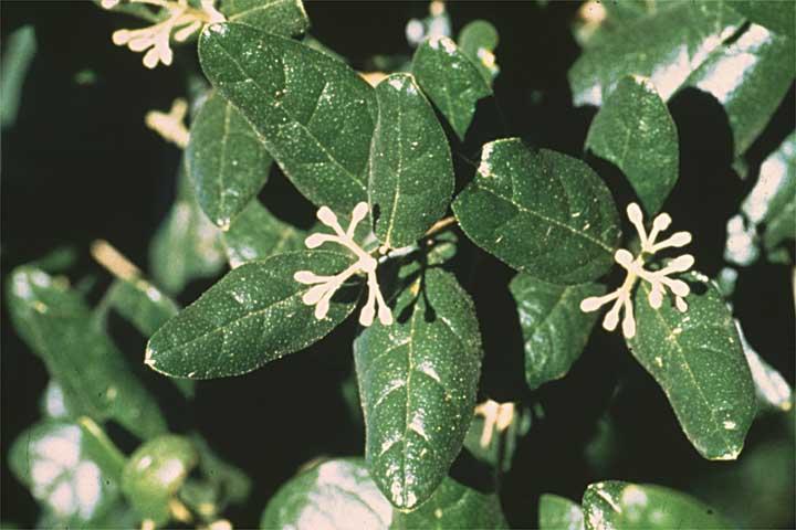 Foto: Boldovník Vonný