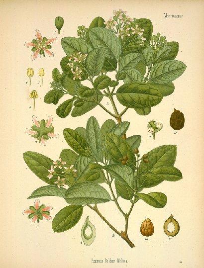 Foto: Boldovník Vonný