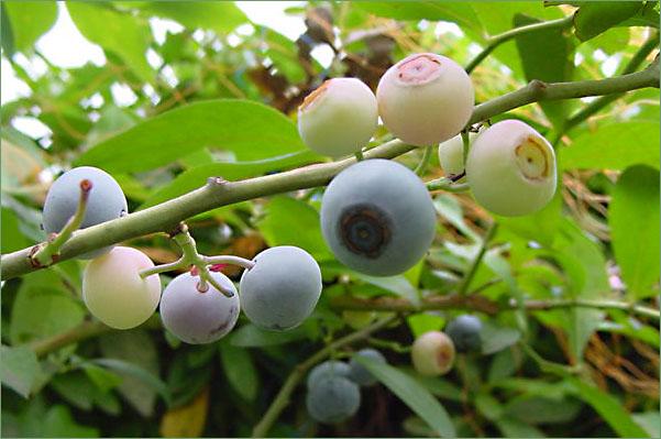 Fotky: Borv (foto, obrazky)