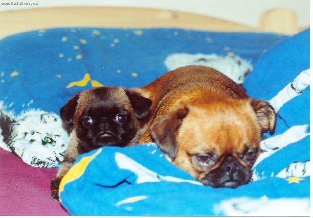 Foto: Brabantík-Brabantík. Majitelka: Hřebačková Jaroslava