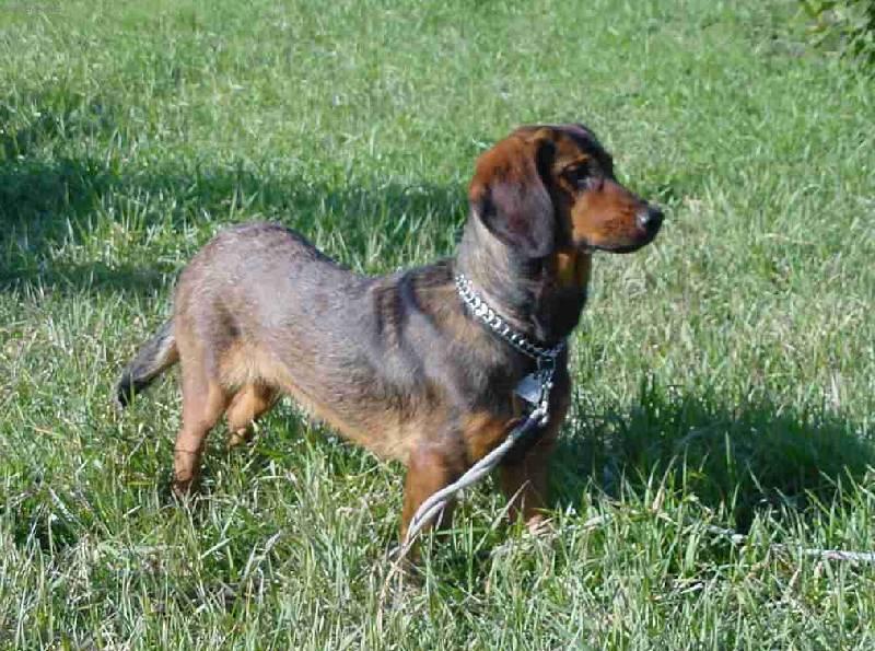 Foto: Alpský jezevčíkovitý brakýř