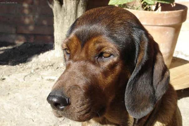 Foto: Alpský jezevčíkovitý brakýř