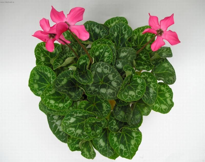 Foto: Ciklámen, Brambořík-Z vlastní sbírky