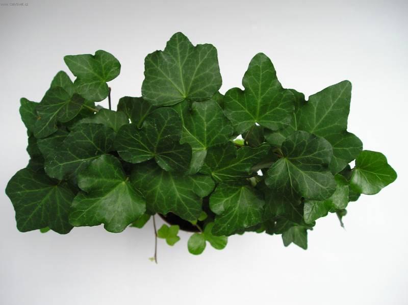 Foto: Břečan popínavý-Z vlastní sbírky