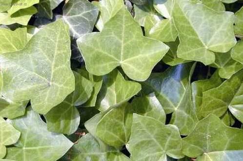 Foto: Břečan popínavý